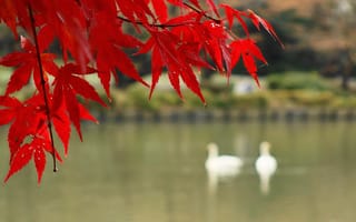 Картинка озеро, багрянец, клен, ветка, осень, птицы, листья