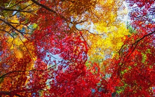 Картинка небо, листья, деревья, багрянец, осень