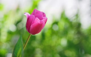 Картинка тюльпан, цветок, розовый
