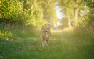 Картинка кот, путь, солнце, трава, лес, способ