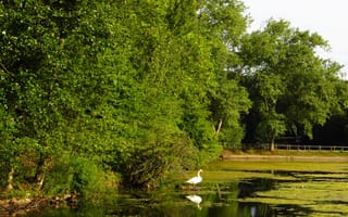Картинка Англия, Лондон, природа, деревья, пруд, парк