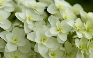 Картинка гортензия, белая, куст, цветки