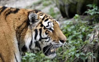 Картинка тигр, амурский, морда, кошка, профиль