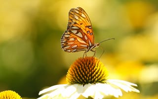 Картинка эхинацея, лепестки, бабочка, крылья, мотылек, насекомое, цветок