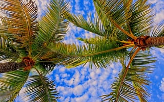 Картинка небо, листья, облака, пальма