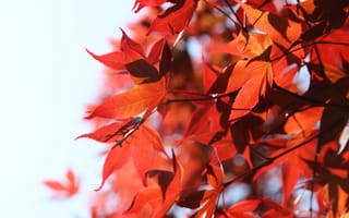 Картинка природа, белый фон, красные листья, веточки