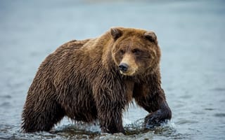 Картинка медведь, вода, природа