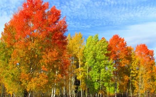 Картинка небо, листья, осень, деревья, облака