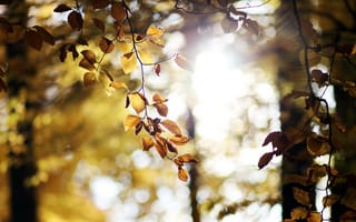 Картинка листья, солнце, деревья