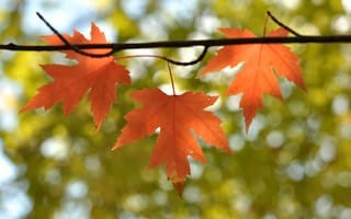 Картинка листья, осень, ветка, клен, природа