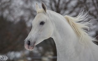Картинка лошадь, конь, (с) OliverSeitz, грива, морда, профиль