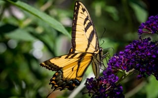 Картинка бабочка, крылья, макро, цвет