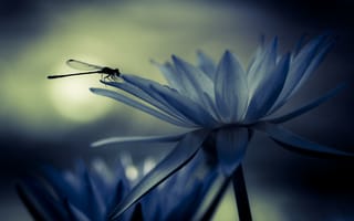 Картинка насекомое, цветы, водяная лилия, стрекоза