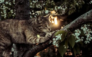 Картинка кот, котяра, лапки, дерево, кошак