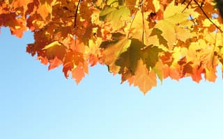 Картинка природа, sky, autumn, свет, 1920x1280, осень, light, листья, небо, leaves, nature