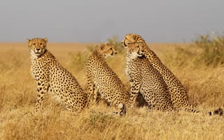 Картинка гепарды, кошки, семья, трава, семейство