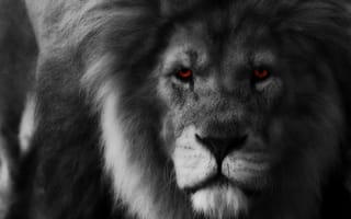 Картинка лев, глаза, грива, взгляд, хищник, царь зверей