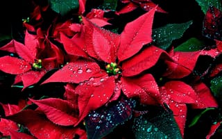 Картинка пуансетия, капли, рождественская звезда, цветы