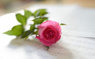 Картинка ноты, цветок, розовая роза