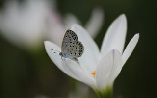 Картинка цветок, крокус, бабочка, белый
