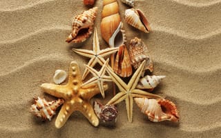 Обои песок, ракушки, волны, морские звезды