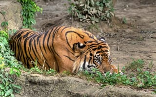 Картинка тигр, трава, кошка, отдых, суматранский