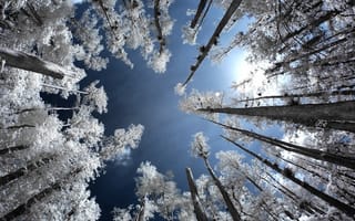 Картинка Infrared, небо, лес, иней, деревья