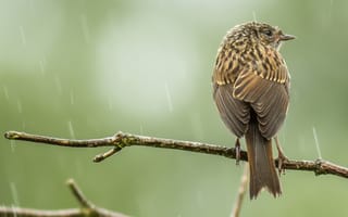 Картинка птица, дождь, ветки