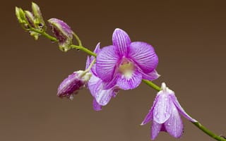 Картинка орхидея, лепестки, стебель, капли, роса