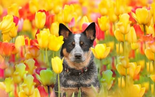 Картинка собака, тюльпаны, взгляд, друг