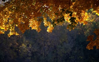 Картинка дерево, листья, осень