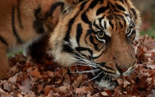 Картинка тигр, листья, кошка, морда, взгляд, суматранский