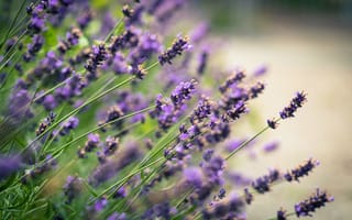Картинка цветы, сиреневые, лаванда, размытость, lavender, блики