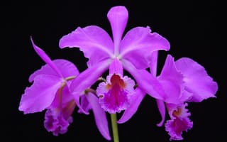 Картинка орхидея, лепестки, экзотика, растение, природа