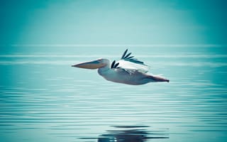 Картинка Пеликан, вода, полёт