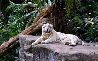Картинка белый тигр, отдых, листва, коряга, камень, кошка