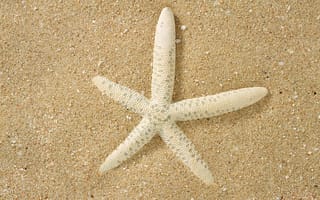 Картинка морская звезда, белая, макро, поверхность, песок