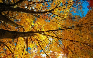Обои небо, листья, осень, крона, дерево, ствол