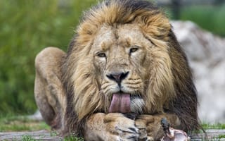 Обои лев, кошка, грива, трава, язык, ©Tambako The Jaguar, кость