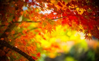 Картинка дерево, ветка, осень, листья, клен