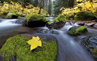Картинка Природа, лес, осень, жёлтая листва, река, камни, ручей, мох