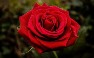 Картинка роза, цветок, (с) Natasa Opacic, красный, макро, бутон, лепестки
