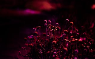 Картинка ночь, природа, цветы