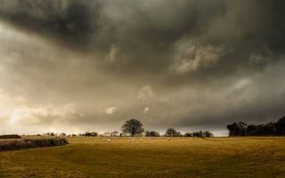 Картинка овцы, поле, серые облака, буря, горизонт, ферма, деревья