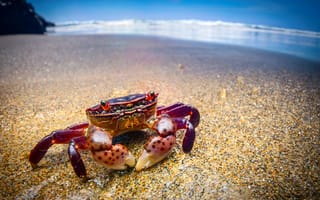 Обои Краб, океан, море, пляж, purple shore crab, Hemigrapsus nudus