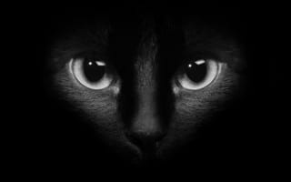 Картинка кот, глаза, кошка, котэ, тёмный