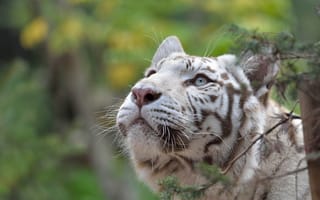 Картинка белый тигр, морда, взгляд вверх, хищник, интерес, любопытство, внимание, дикая кошка