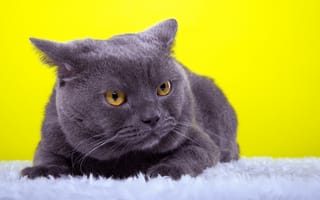 Картинка кот, желтый фон, ушки, животное, взгляд, порода