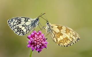 Картинка butterflies, flower, усики, antennae, wings, крылья, stalk, стебель, бабочки, цветок