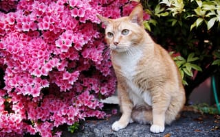 Картинка цветущий кустарник, цветы, рыжий котик